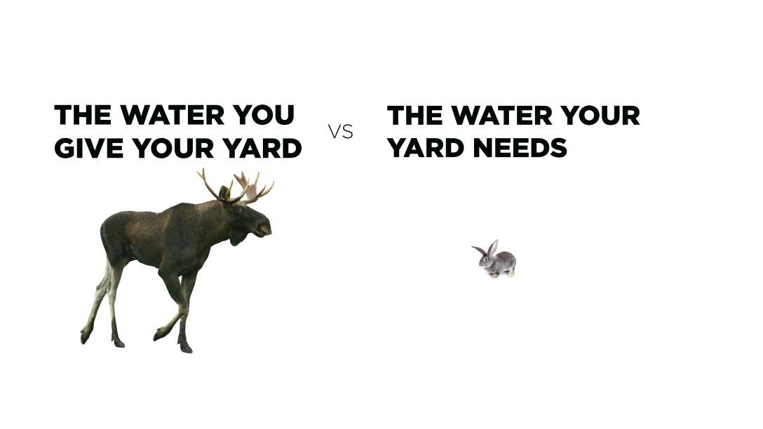Moose and Rabbit images with text that says the water you give your yard vs the water your yard needs